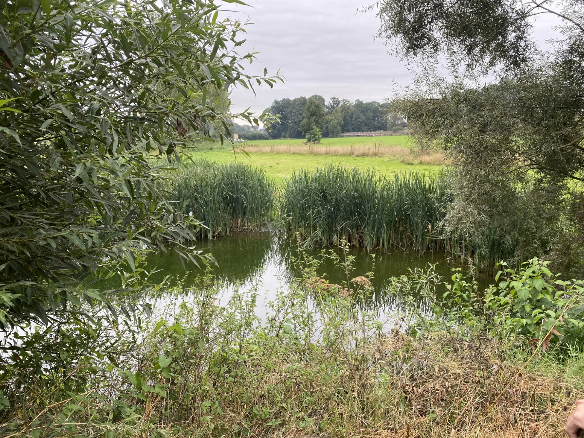 Petit étang entouré de hautes herbes et de roseaux, avec des arbres et des buissons encadrant la scène. En arrière-plan, il y a un champ herbeux et davantage d'arbres sous un ciel nuageux.