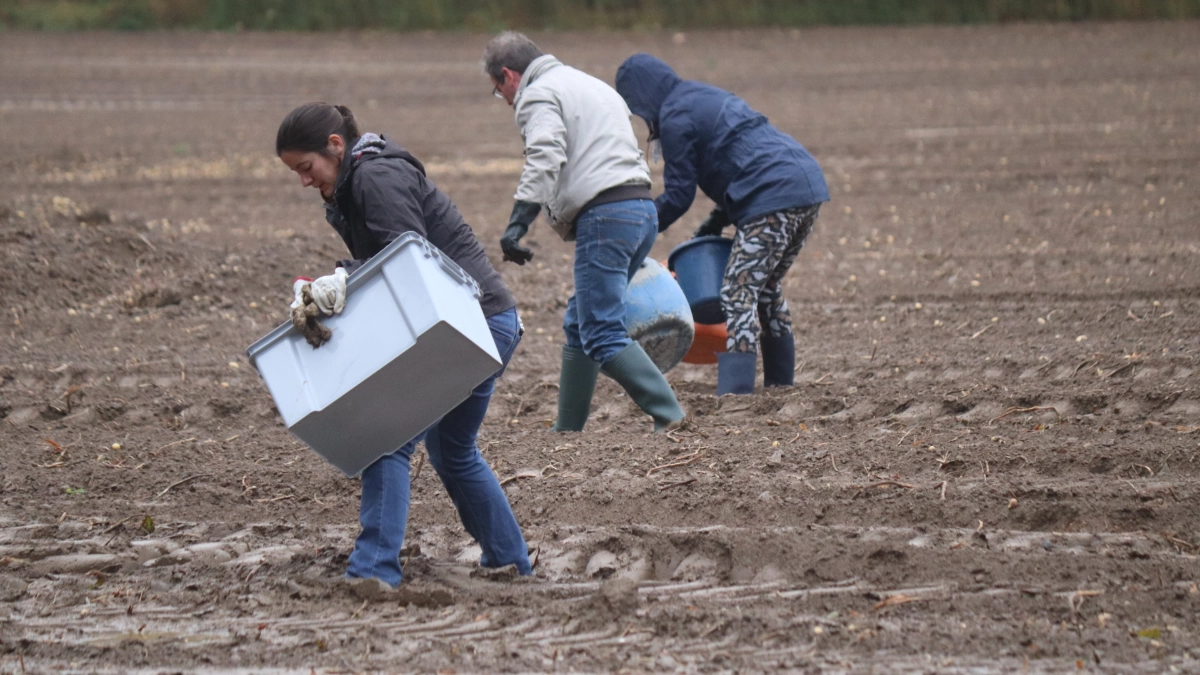 Trois personnes dans un champ, chacune portant des conteneurs. Le champ semble avoir été récemment récolté ou préparé pour la plantation, avec des rangées de sol visibles. Les individus sont habillés pour travailler en extérieur, avec des vestes et des bottes.