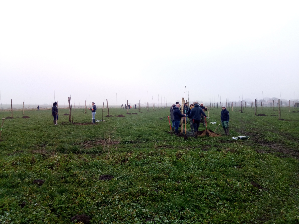 Groupe de personnes en train de planter de jeunes arbres. Le champ est vert avec des touffes d'herbe, et plusieurs petits arbres sont plantés en rangées. Le ciel semble couvert, et les personnes sont réparties dans le champ, certaines regroupées en petits groupes tandis que d'autres travaillent individuellement.